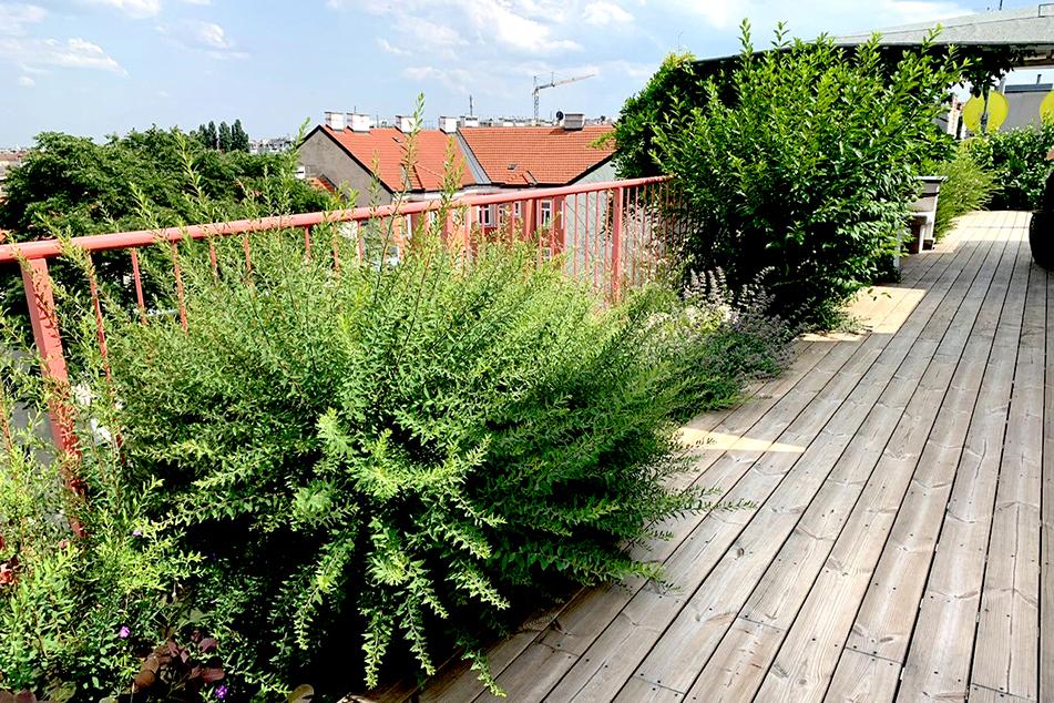 terrasse-neuanlage-pflanzungen-gartenpflege-a.s.s.