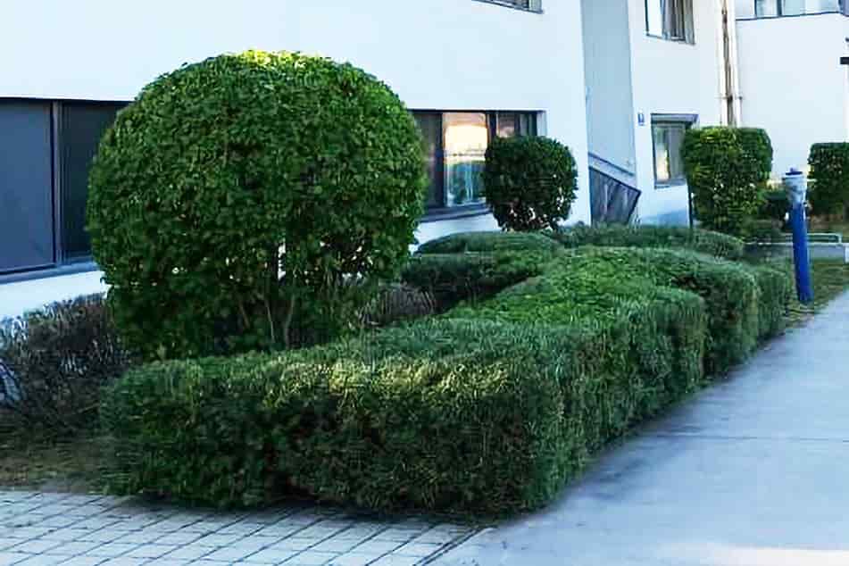 Gartenpflege-Formschnitt Buxbaum-A.S.S.