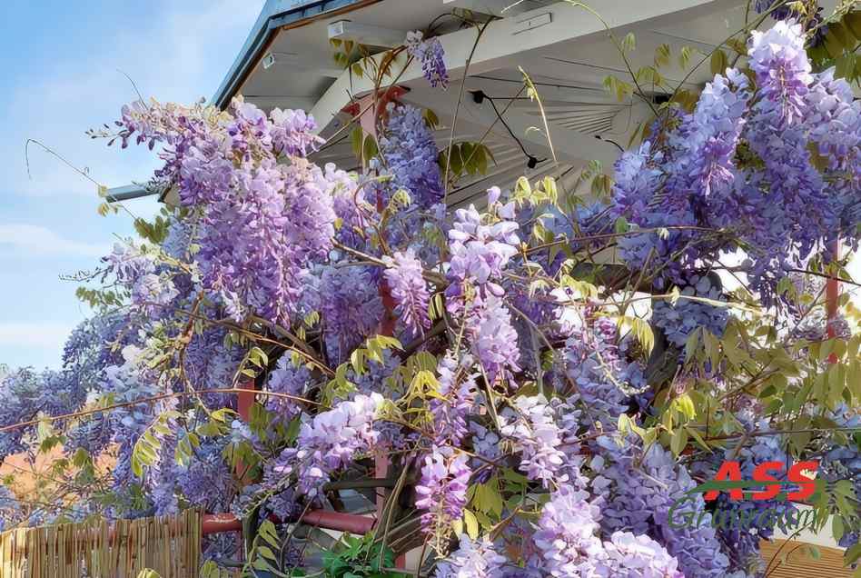 Pflanzen für Terrasse-Gärtnermeister-A.S.S.