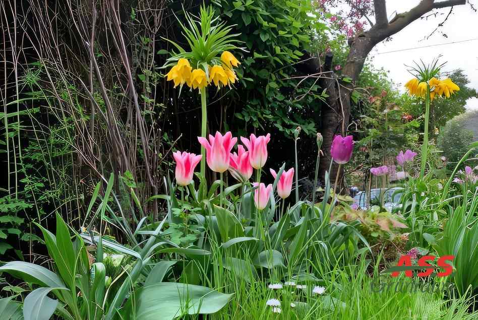Naturgarten-neue-Pflanzen-Gärtnermeister-A.S.S.