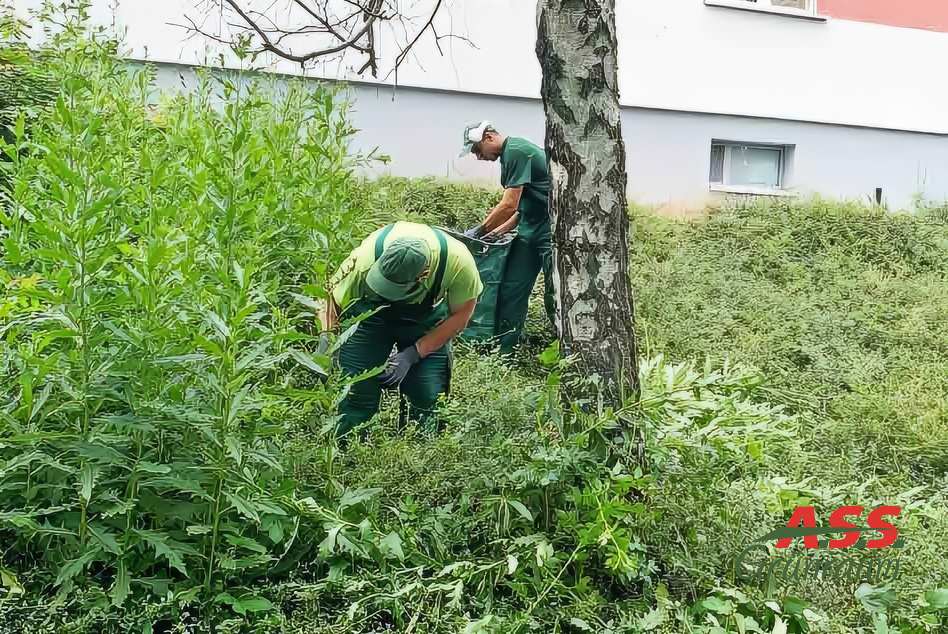 Gartenservice Unkrautentfernung Gärtner