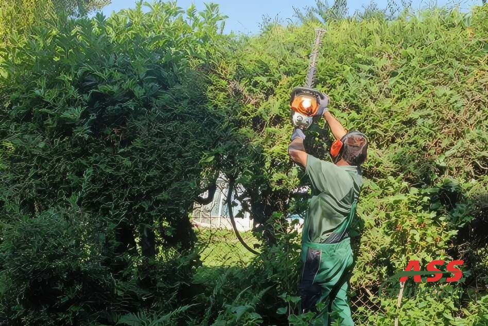 Heckenschnitt Gartenbetreuung Gärtnermeister