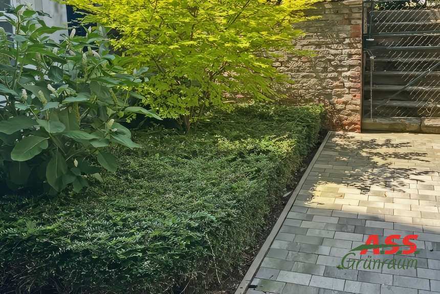 Formschnitt-Bodendecker-Zwergahorn-A.S.S.