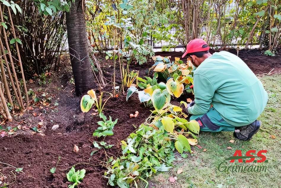 Garten Beet und Vorgarten neu gestalten