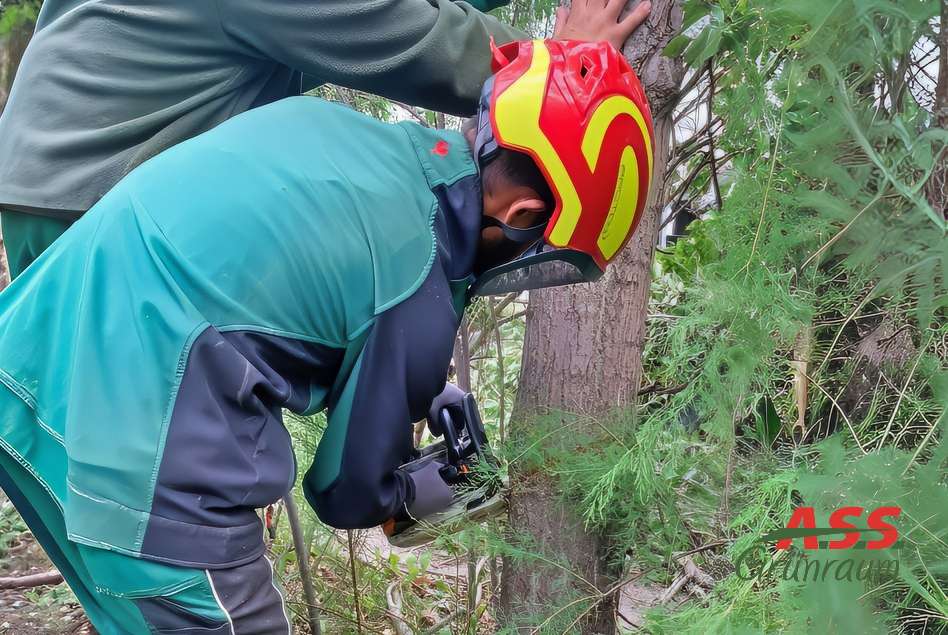 Baumpflege-Baumrückschnitt-Gärtnermeister Baum rückschneiden Gärtner