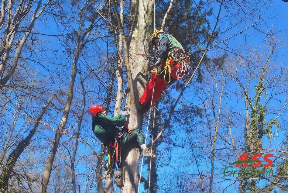 Abseiltechnik-Baumpflege Gärtnermeister-abseilen-Baumpflege