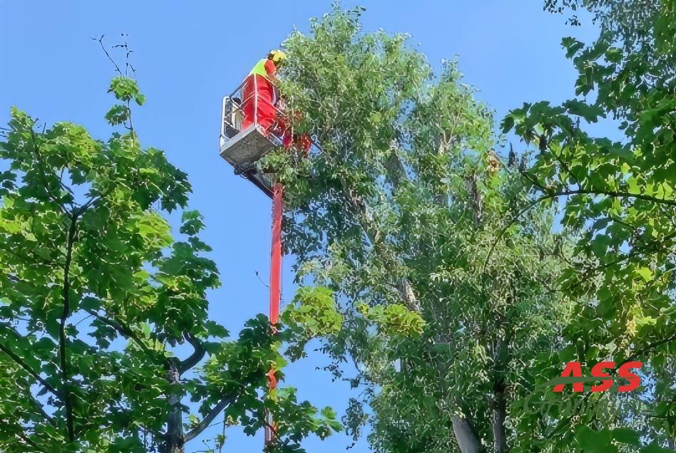 Baumpflege-Gärtner-hoher Baum Baumpflege Wohnhausanlage Wien