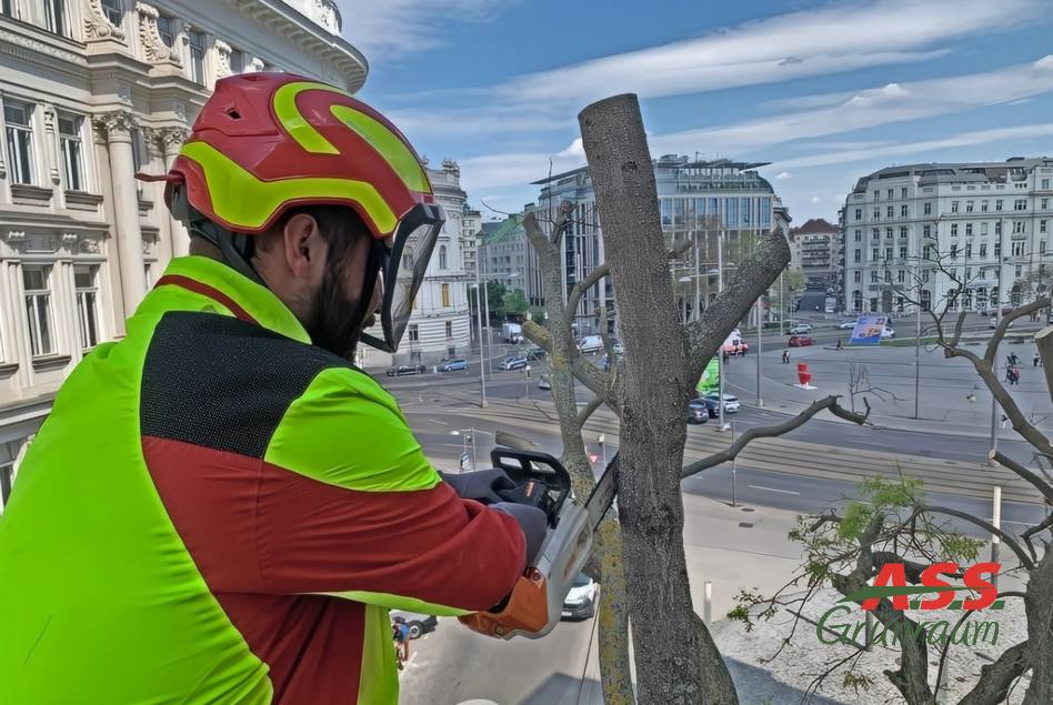 Baumklettern-Baumschnitt-Baumplege-A.S.S.