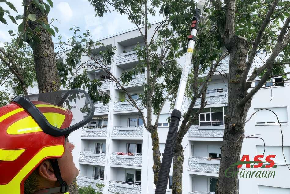 Baumpflege Astschnitt Gärtner Äste schneiden Wien