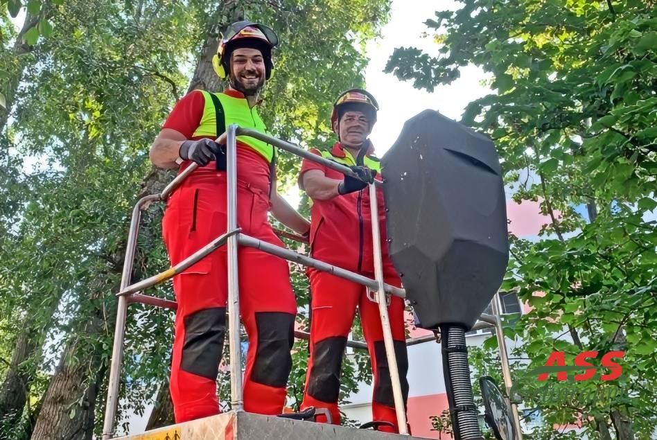 Baum-schneiden-gärtnermeister-wien-a.s.s.