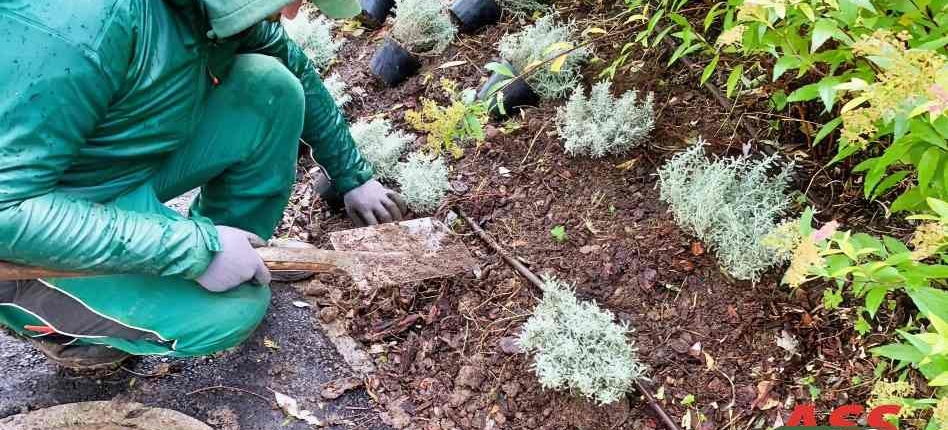 Bewässerung Gartenservice Rindenmulch