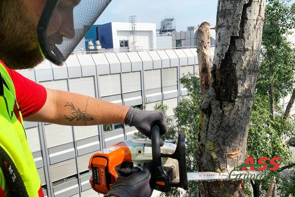 Formschnitt-Baum-Äste-entfernen Astschnitt-Gärtnermeister