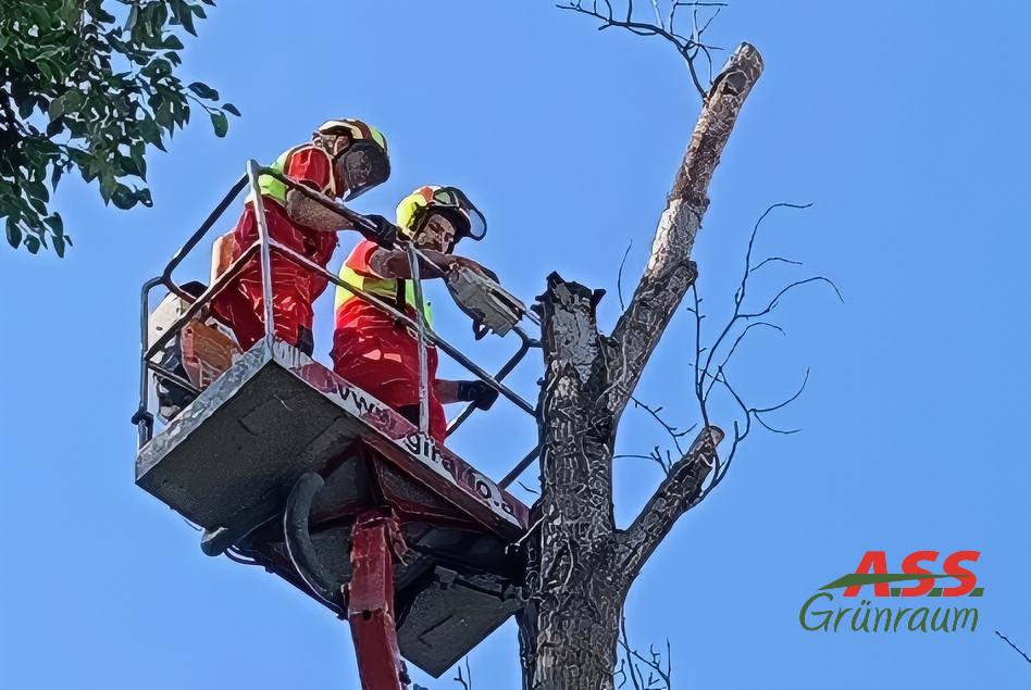 Baumpflege Gärtner Hebebühne Baum schneiden Wohnhausanlage Wien