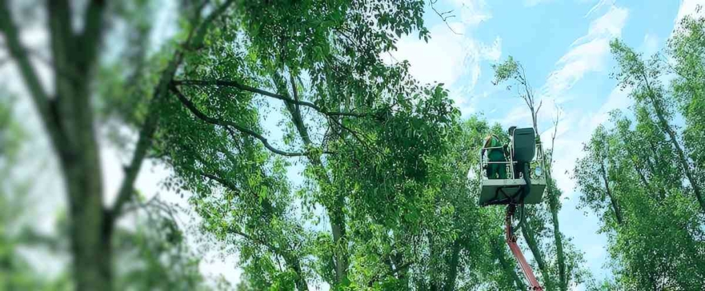 baumschnitt-baumpflege Baumpflege-Wien-Niederoesterreich