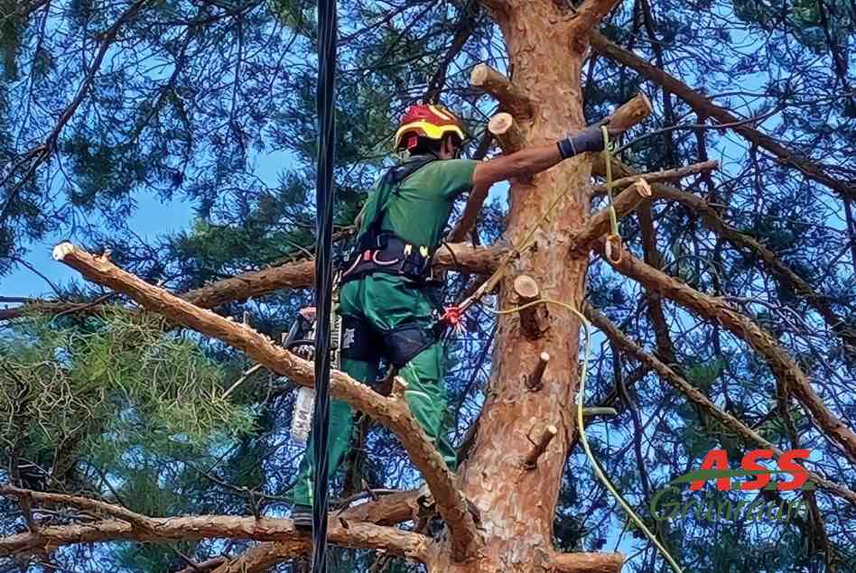 Baumpflege-Gärtnermeister Äst- schneiden-Wien