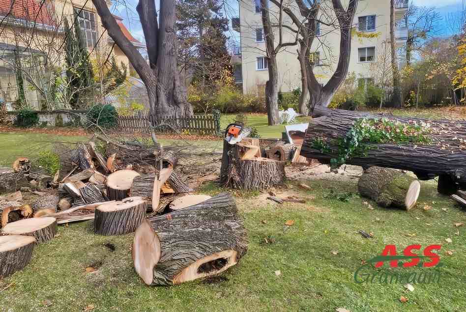 Baumrodung-Gaertnermeister-A.S.S.-Gruenraum