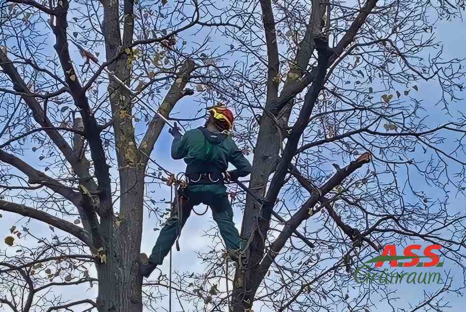 Ast-schneiden-Gärtnermeister