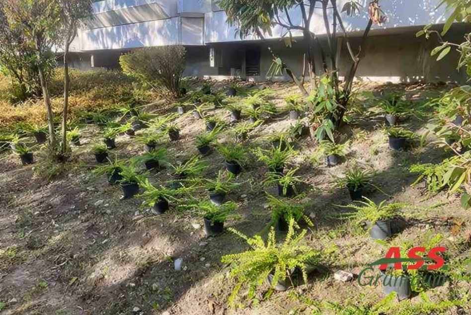 Garten-Hanglage-Neubespflanzung-Gärtner-Wien-A.S.S. Hanglage-Neubepflanzung-Gärtnermeister