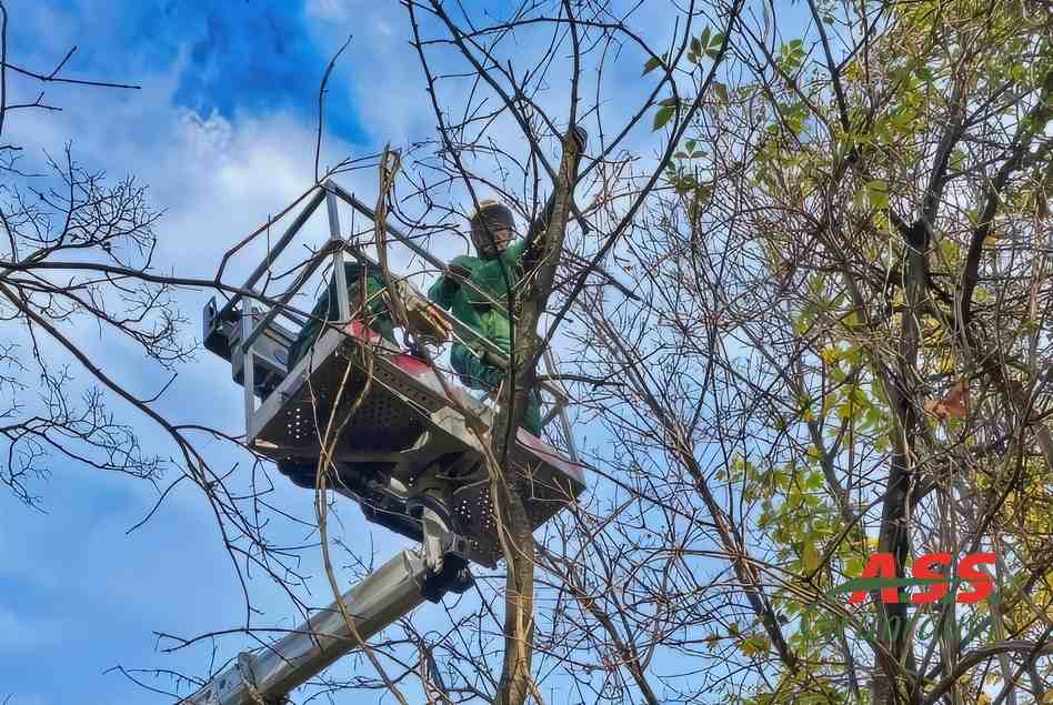 Kronenschnitt-Baumpflege