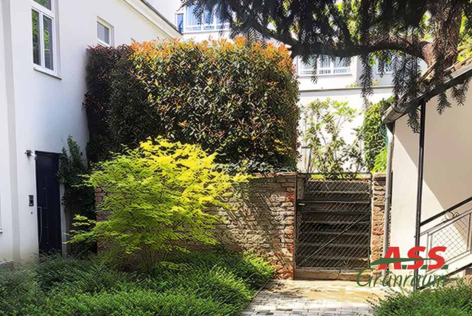 Innenhof Gestaltung Bodendecker Zwergahorn