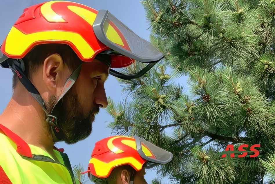 Baumpflege Formschnitt