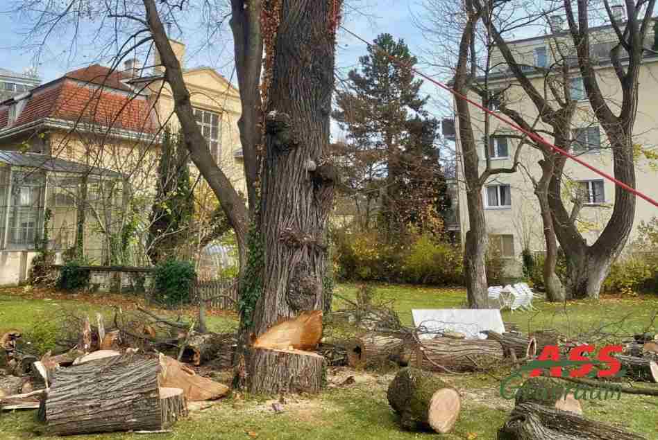 Baumrodung-Gaertnermeister-A.S.S.-Gruenraum