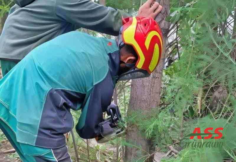 Baumfällung-Rodung-Baumpflege