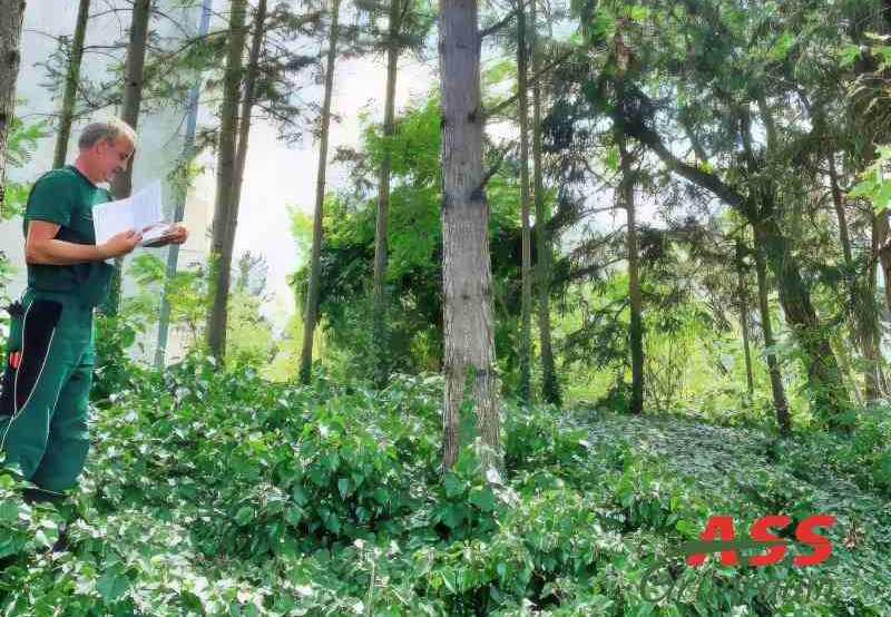 Baumkontrolle-Baumpflege-Wien