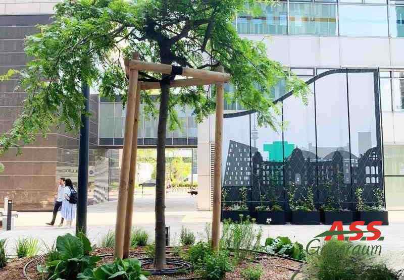 Baumpflanzung-Baumpflege-Wien