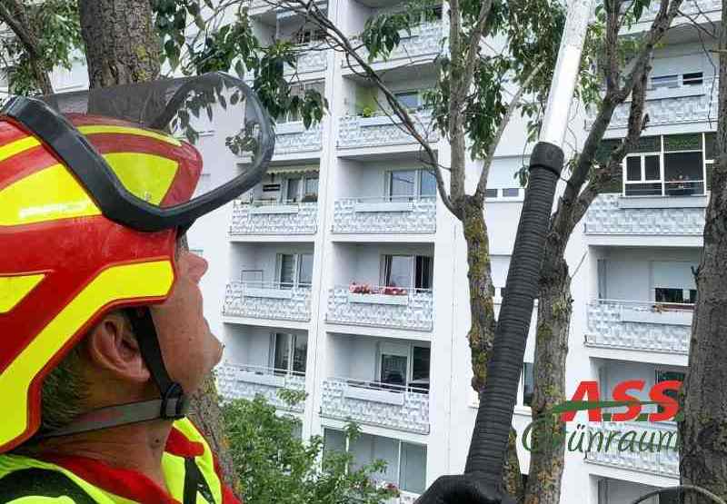 Baumpflege-Formschnitt-Baum