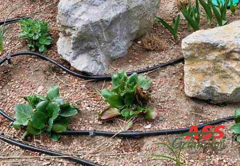 Bewässerung-Baumpflege-Tropfschlauch