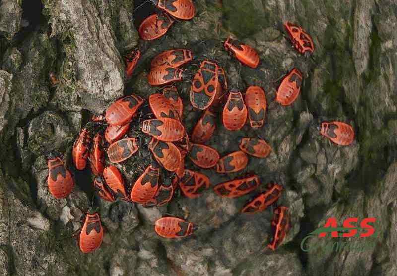 Baumpflege-Schädlingskontrolle